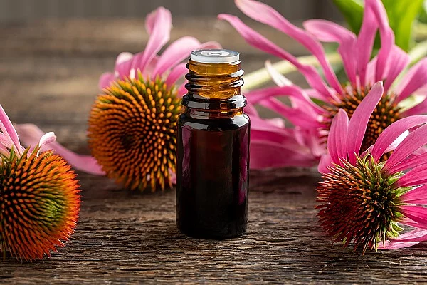 Echinaceablüten und Braunfläschchen auf Holz; Echinacea, Braunfläschchen, Naturheilkunde