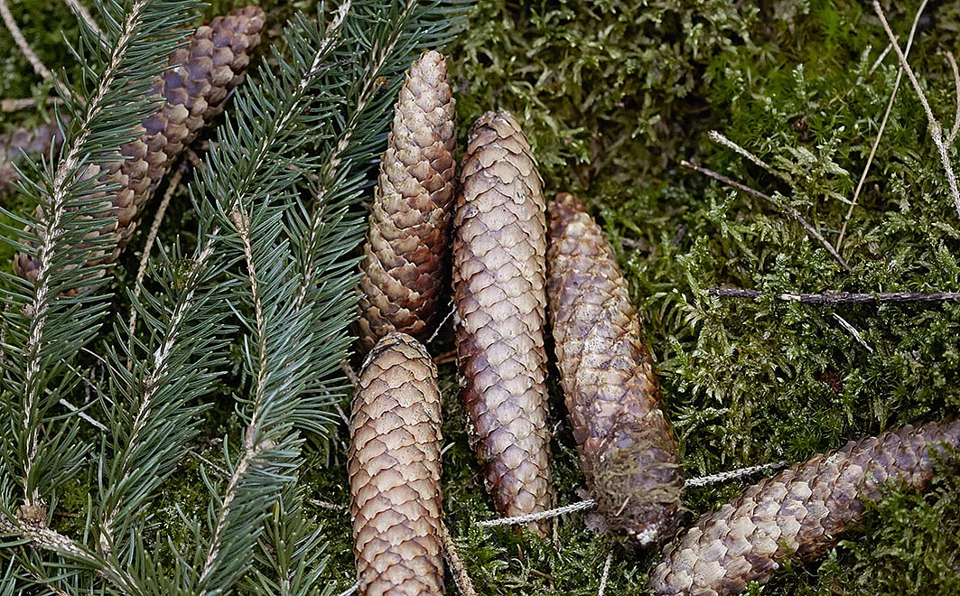 Zapfen der Fichte, Waldboden, Zweig