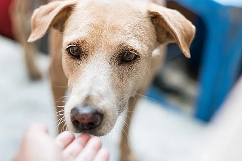 Hund schnüffelt an einer Hand. 