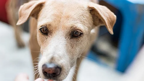 Hund schnüffelt an einer Hand.