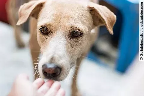 Hund schnüffelt an einer Hand. 