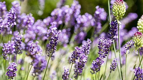 blühender Lavendel im Freien