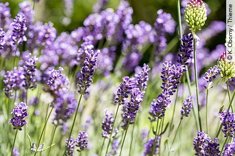 blühender Lavendel im Freien