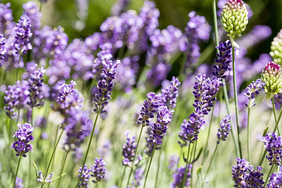 blühender Lavendel im Freien