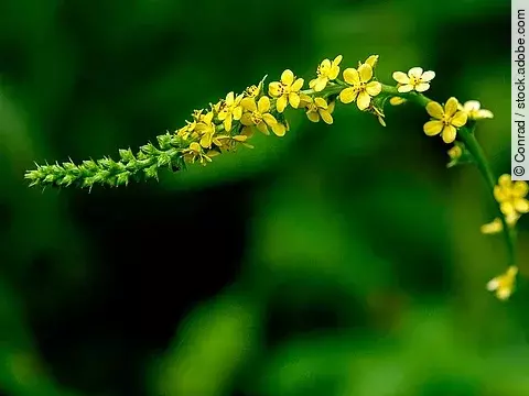 Odermennig, Agrimonia
