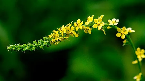 Odermennig, Agrimonia