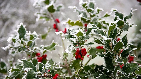 Stechpalme im Frost