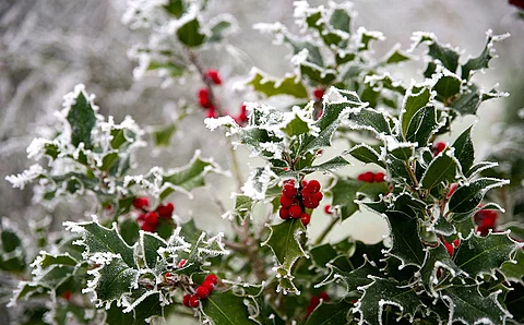 Stechpalme im Frost