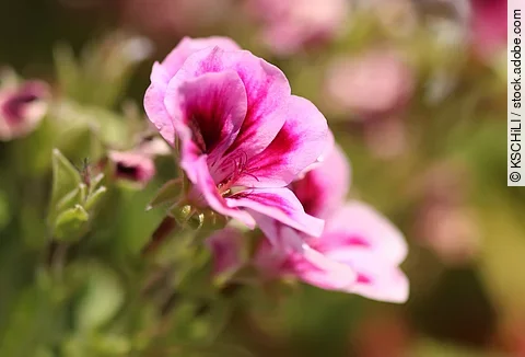 Rosengeranien in der Nahaufnahme.
