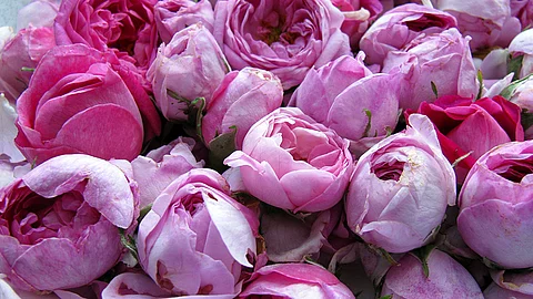 Zahlreiche Rosenblüten unterschiedlicher Violett-Töne in Nahaufnahme.