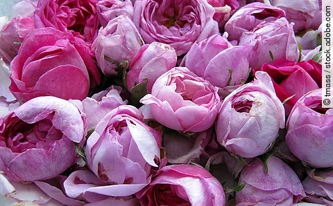 Zahlreiche Rosenblüten unterschiedlicher Violett-Töne in Nahaufnahme.