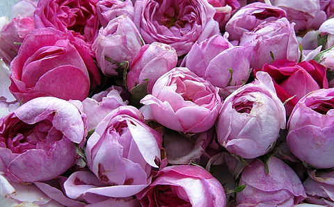 Zahlreiche Rosenblüten unterschiedlicher Violett-Töne in Nahaufnahme.