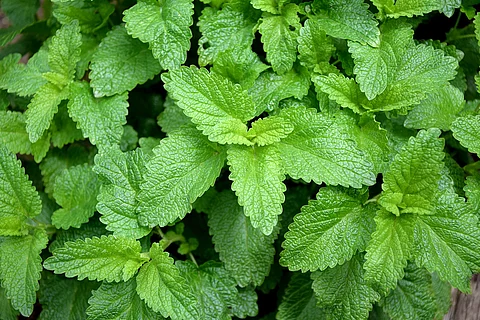 Melissenblätter