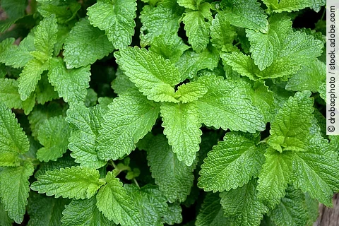 Melissenblätter
