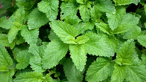 Melissenblätter