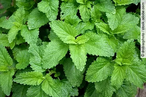 Melissenblätter