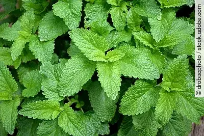 Melissenblätter