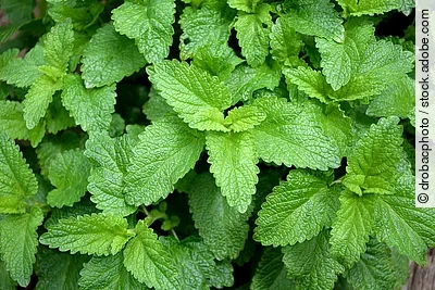Melissenblätter