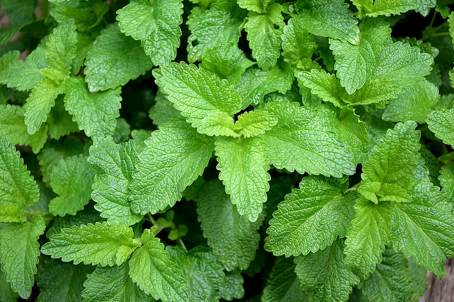 Melissenblätter