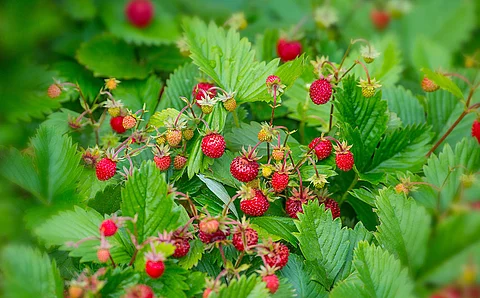 Walderdbeeren am Strauch