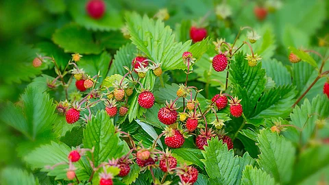 Walderdbeeren am Strauch