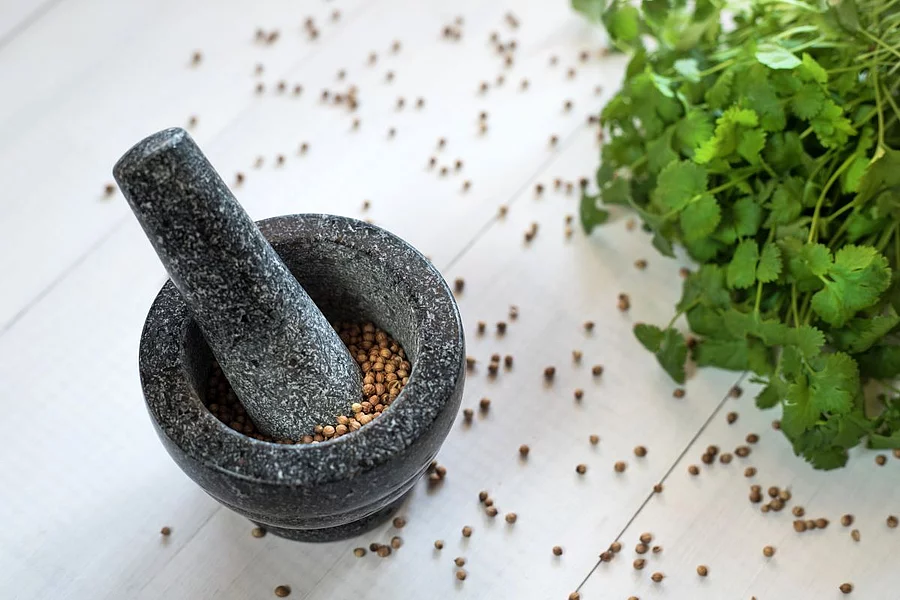 Cilantro coriander seeds spice with granite mortar. Koriandersamen liegen in einem Mörser mit Stößel, Korianderblätter und weitere -samen liegen daneben