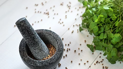Cilantro coriander seeds spice with granite mortar. Koriandersamen liegen in einem Mörser mit Stößel, Korianderblätter und weitere -samen liegen daneben