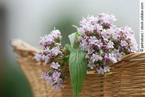 blühender Baldrian in einem Korb