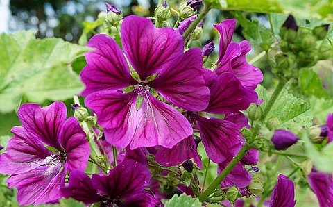 Blüten der Mauretanischen Malve