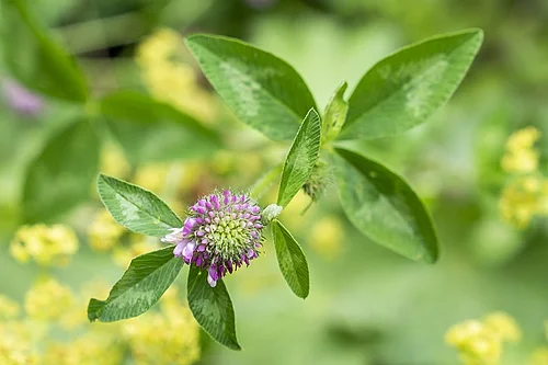 Rotklee, Trifolium pratense