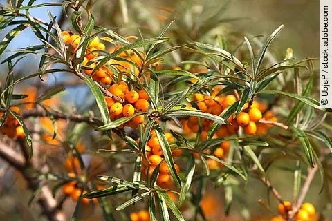 Sanddornpflanze mit Früchten.