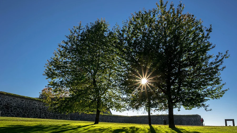 Park, Wiese und 2 hohe Bäume