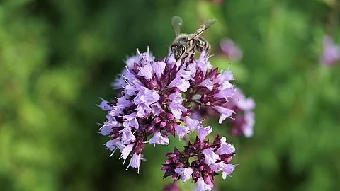 Einzelne Dost-Pflanze mit violetten Blüten und einer Biene darauf vor verschwommenem grünem Hintergrund.