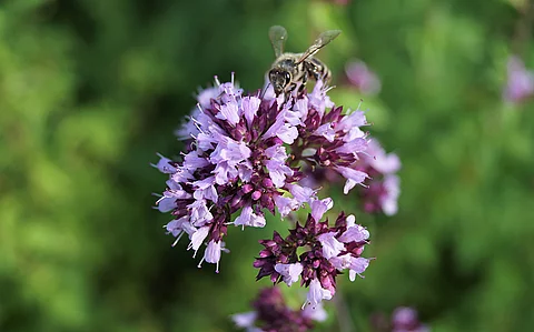 Einzelne Dost-Pflanze mit violetten Blüten und einer Biene darauf vor verschwommenem grünem Hintergrund.