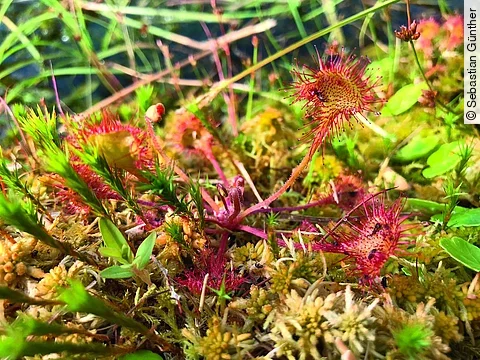 Sonnentau im Moosbett mit Insektenbeute.