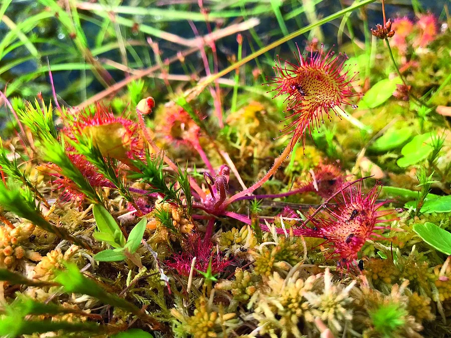 Sonnentau im Moosbett mit Insektenbeute.