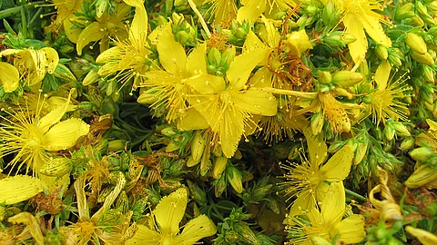 Gelb blühendes Johanniskraut