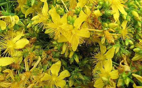 Gelb blühendes Johanniskraut