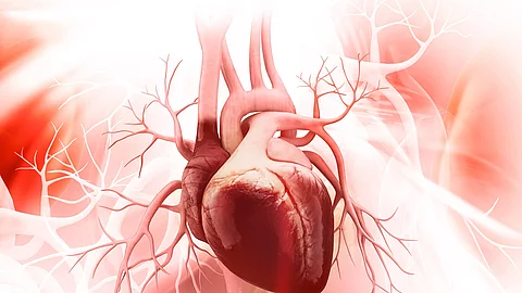 Anatomie des menschlichen Herzens
