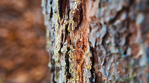 Fichtenharz an Rinde