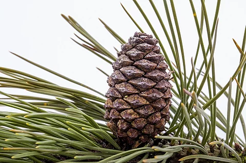 Kiefer, Kiefernzweig, Kiefernzapfen, Kiefernnadeln