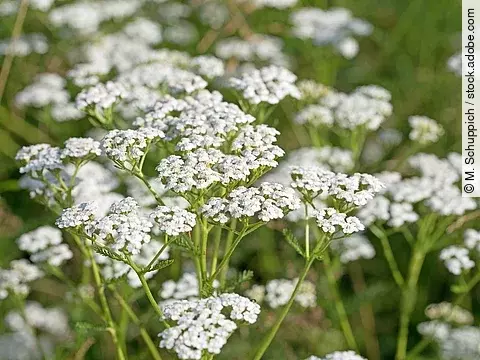 Schafgarbe auf einer Wiese.