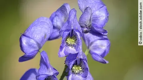Blüte von Aconitum napellus