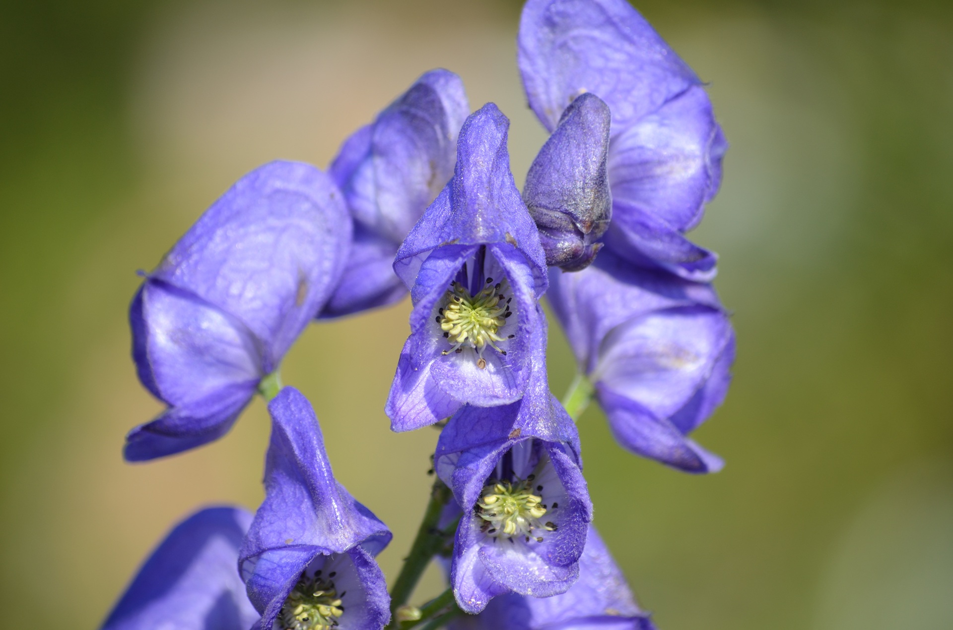 Blüte von Aconitum napellus