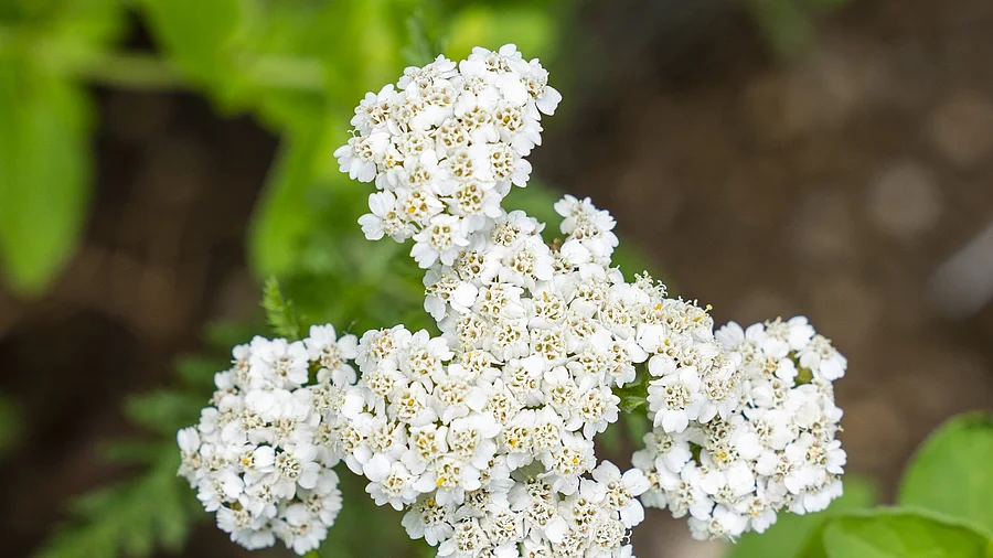 Makroaufnahme: Blüte einer Schafgarbe
