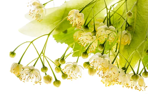 Zweig mit Lindenblüten vor weißem Hintergrund