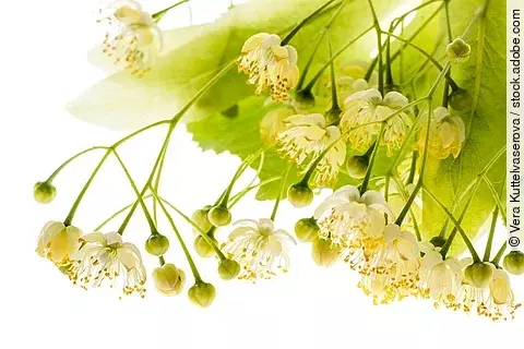 Zweig mit Lindenblüten vor weißem Hintergrund