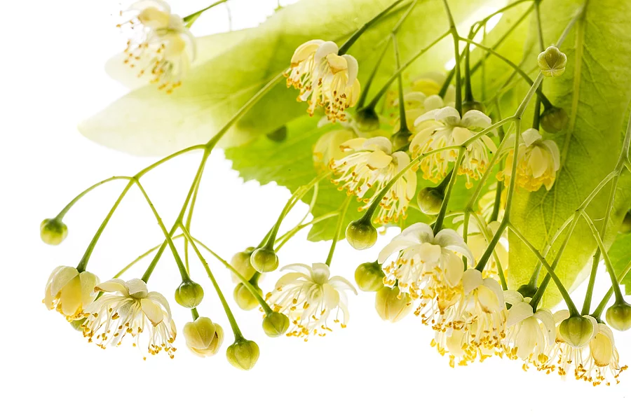Zweig mit Lindenblüten vor weißem Hintergrund