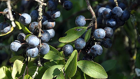 blaue Schlehenfrüchte an Ästen, grüne Schlehenblätter