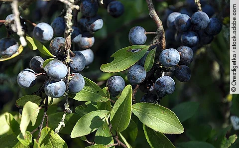 blaue Schlehenfrüchte an Ästen, grüne Schlehenblätter